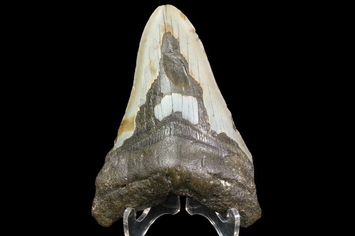 Bargain, Megalodon Tooth - North Carolina #83948